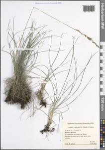 Festuca trachyphylla (Hack.) Hack., Eastern Europe, Moscow region (E4a) (Russia)