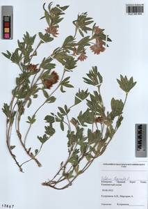 KUZ 000 855, Trifolium lupinaster L., Siberia, Altai & Sayany Mountains (S2) (Russia)