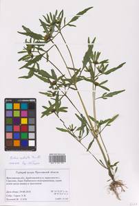 Bidens radiata Thuill., Eastern Europe, Central forest region (E5) (Russia)