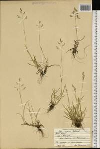 Poa supina Schrad., Eastern Europe, Northern region (E1) (Russia)