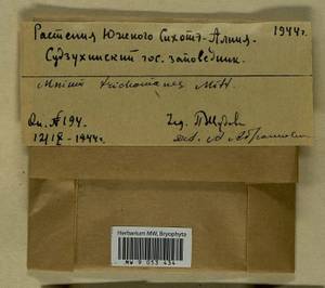 Plagiomnium acutum (Lindb.) T.J. Kop., Bryophytes, Bryophytes - Russian Far East (excl. Chukotka & Kamchatka) (B20) (Russia)