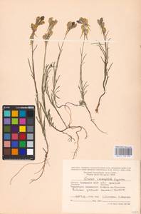 MHA 0 159 292, Linaria macroura (M. Bieb.) M. Bieb., Eastern Europe, Lower Volga region (E9) (Russia)