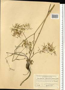 Cenolophium fischeri (Spreng.) W. D. J. Koch, Siberia, Western (Kazakhstan) Altai Mountains (S2a) (Kazakhstan)