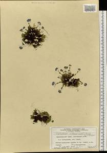 Eritrichium villosum (Ledeb.) Bunge, Siberia, Central Siberia (S3) (Russia)