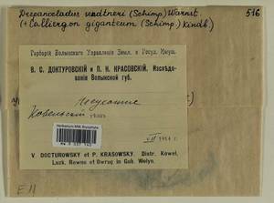 Drepanocladus sendtneri (Schimp. ex H. Müll.) Warnst., Bryophytes, Bryophytes - Ukraine & Moldova (B3) (Ukraine)