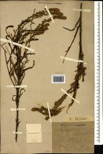 Myricaria bracteata Royle, Caucasus, Black Sea Shore (from Novorossiysk to Adler) (K3) (Russia)