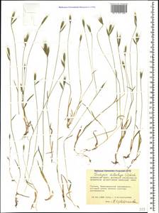 Brachypodium distachyon (L.) P.Beauv., Caucasus, Georgia (K4) (Georgia)