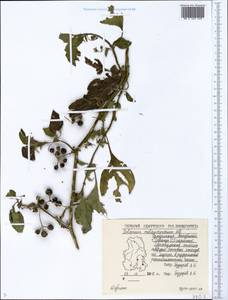 Solanum scabrum Mill., Eastern Europe, Volga-Kama region (E7) (Russia)