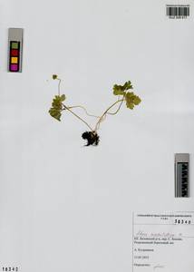 Adoxa moschatellina L., Siberia, Altai & Sayany Mountains (S2) (Russia)