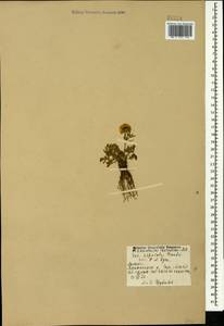 Ranunculus caucasicus M. Bieb., Caucasus, Armenia (K5) (Armenia)