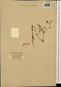Valerianella uncinata (M. Bieb.) Dufr., Caucasus (no precise locality) (K0)