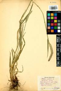 Phleum pratense L., Siberia, Baikal & Transbaikal region (S4) (Russia)