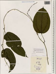 Dioscorea, South Asia, South Asia (Asia outside ex-Soviet states and Mongolia) (ASIA) (Vietnam)