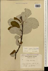 Aria stankovii (Juz.) Sennikov & Kurtto, Caucasus, Armenia (K5) (Armenia)