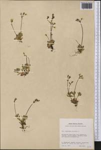 Micranthes stellaris subsp. stellaris, America (AMER) (Greenland)