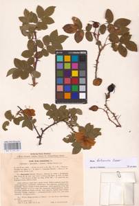 Rosa balsamica Besser, Eastern Europe, North Ukrainian region (E11) (Ukraine)