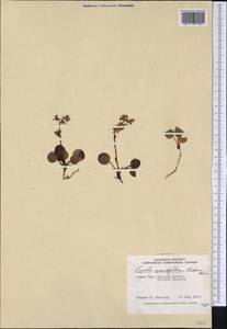 Pyrola grandiflora Radius, America (AMER) (Canada)