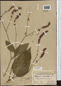 Persicaria orientalis (L.) Spach, Middle Asia, Pamir & Pamiro-Alai (M2) (Tajikistan)
