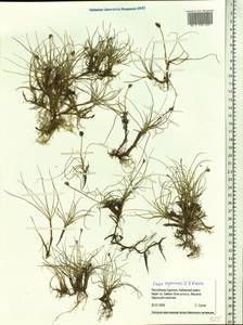 Carex sajanensis V.I.Krecz., Siberia, Baikal & Transbaikal region (S4) (Russia)