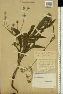 Picris hieracioides subsp. hieracioides, Eastern Europe, South Ukrainian region (E12) (Ukraine)