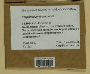 Plagiomnium drummondii (Bruch & Schimp.) T.J. Kop., Bryophytes, Bryophytes - Middle Russia (B6) (Russia)