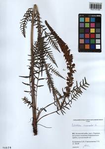 Pedicularis incarnata L., Siberia, Altai & Sayany Mountains (S2) (Russia)