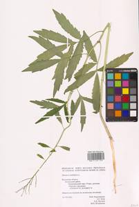 Cardamine bulbifera (L.) Crantz, Eastern Europe, Central region (E4) (Russia)