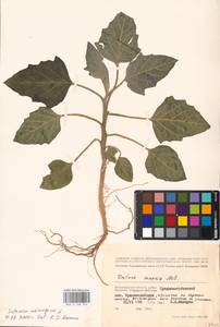 MHA 0 158 744, Solanum melongena L., Eastern Europe, Lower Volga region (E9) (Russia)