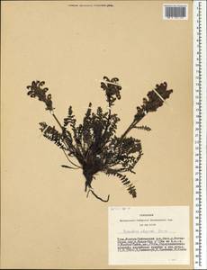 Pedicularis uliginosa Bunge, Siberia, Altai & Sayany Mountains (S2) (Russia)