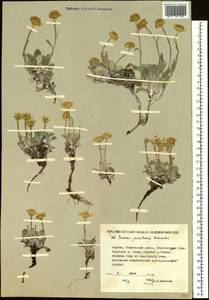 Tephroseris jacutica (Schischk.) Holub, Siberia, Yakutia (S5) (Russia)