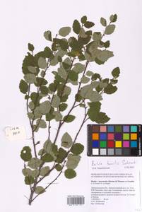 Betula humilis Schrank, Eastern Europe, North-Western region (E2) (Russia)