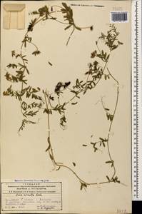 Vicia hirsuta (L.) Gray, Caucasus, Azerbaijan (K6) (Azerbaijan)