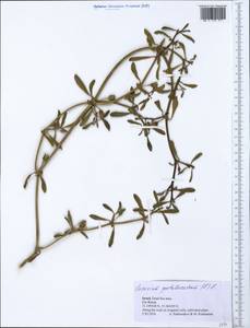 Sesuvium portulacastrum (L.) L., South Asia, South Asia (Asia outside ex-Soviet states and Mongolia) (ASIA) (Israel)