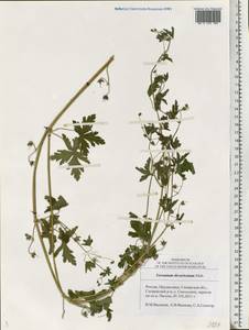 Geranium divaricatum Ehrh., Eastern Europe, Middle Volga region (E8) (Russia)