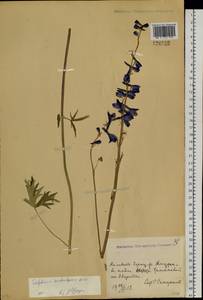 Delphinium crassifolium Schrad. ex Spreng., Siberia, Russian Far East (S6) (Russia)
