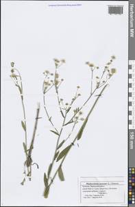 Erigeron annuus (L.) Pers., Eastern Europe, Middle Volga region (E8) (Russia)