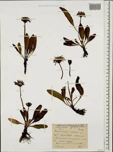 Taraxacum porphyranthum Boiss., Caucasus, Stavropol Krai, Karachay-Cherkessia & Kabardino-Balkaria (K1b) (Russia)
