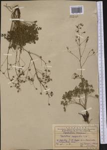 Thalictrum isopyroides C. A. Mey., Middle Asia, Western Tian Shan & Karatau (M3) (Kazakhstan)