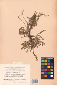 MHA 0 157 567, Thymus serpyllum L., Eastern Europe, Lithuania (E2a) (Lithuania)