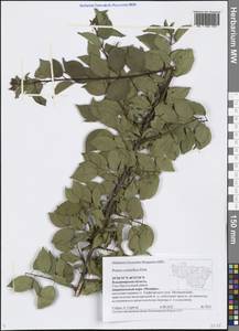Prunus cerasifera Ehrh., Eastern Europe, Central region (E4) (Russia)