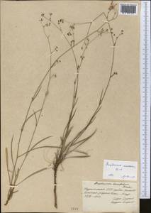 Bupleurum exaltatum M.Bieb., Middle Asia, Kopet Dag, Badkhyz, Small & Great Balkhan (M1) (Turkmenistan)