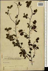 Carpinus betulus L., Caucasus, Azerbaijan (K6) (Azerbaijan)