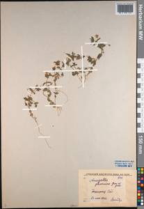 Lysimachia foemina (Mill.) U. Manns & Anderb., Middle Asia, Syr-Darian deserts & Kyzylkum (M7) (Uzbekistan)