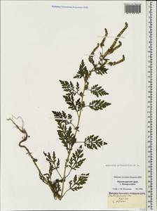 Ambrosia artemisiifolia L., Caucasus, Black Sea Shore (from Novorossiysk to Adler) (K3) (Russia)