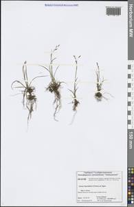 Carex capillaris subsp. fuscidula (V.I.Krecz. ex T.V.Egorova) Á.Löve & D.Löve, Siberia, Central Siberia (S3) (Russia)