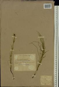 Equisetum arvense L., Eastern Europe, South Ukrainian region (E12) (Ukraine)