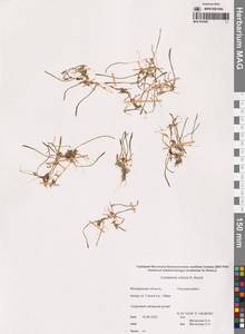 Cardamine victoris N.Busch, Siberia, Chukotka & Kamchatka (S7) (Russia)