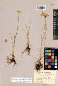 Allium anisopodium Ledeb., Siberia, Altai & Sayany Mountains (S2) (Russia)