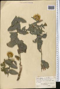 Inula glauca C.Winkl., Middle Asia, Pamir & Pamiro-Alai (M2) (Tajikistan)