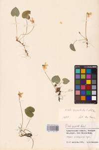 Viola epipsila subsp. repens (Turcz.) W. Becker, Eastern Europe, Northern region (E1) (Russia)